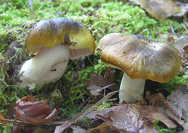 Tricholoma clavocystis